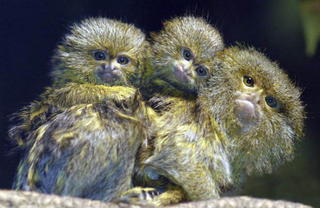 Illustration for article titled These Monkeys Always Give Birth to Twins – How Do They Do It?